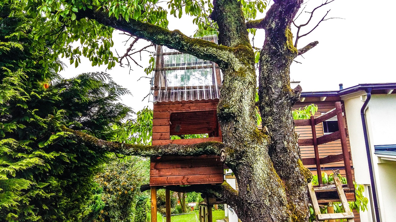 tree, treehouse, nature-1646161.jpg